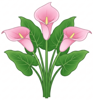 Calla-lillies